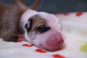 Mascotas eternas: una familia clonó a su perro 1